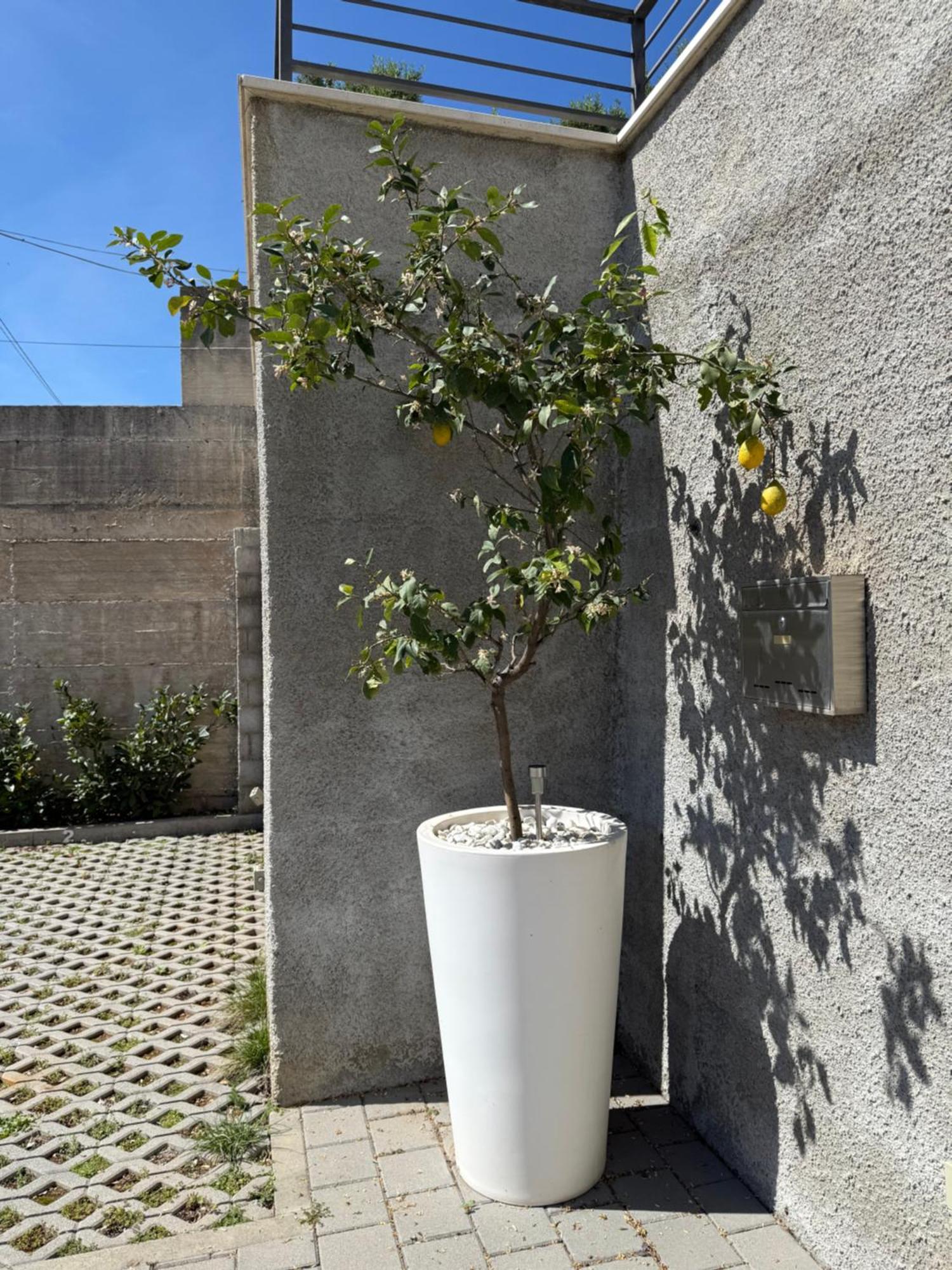 Lemon Tree Dubrovnik Apartments Exterior foto